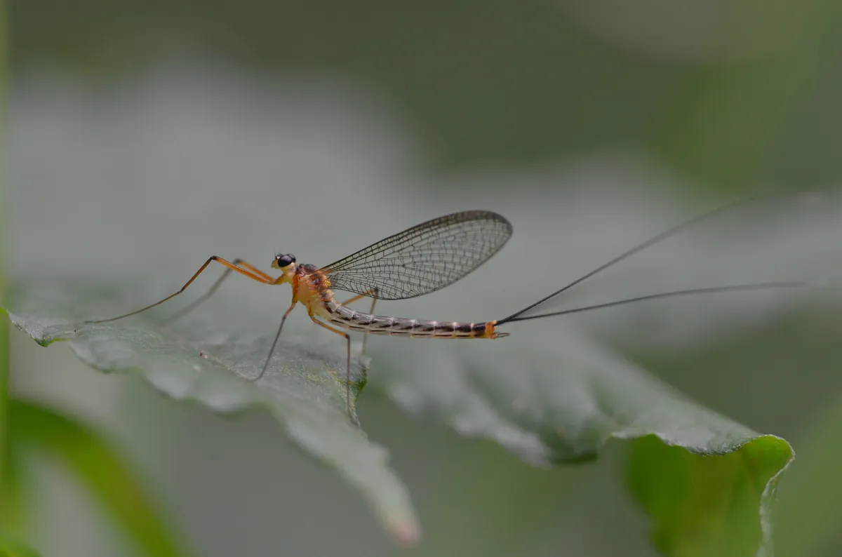 Dipteromimidae - photo 3