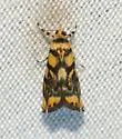 Diptychophora harlequinalis - Hodges#5458