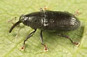 Dirabius rectirostris