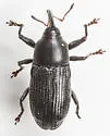 Dirabius rectirostris - photo 5
