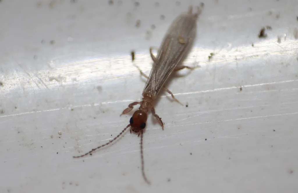 Diradius caribbeanus