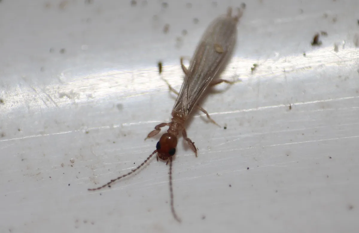Diradius caribbeanus - photo 2
