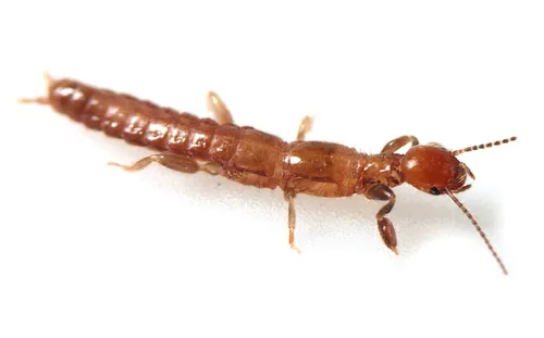 Diradius erba