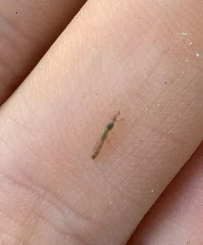Diradius vandykei