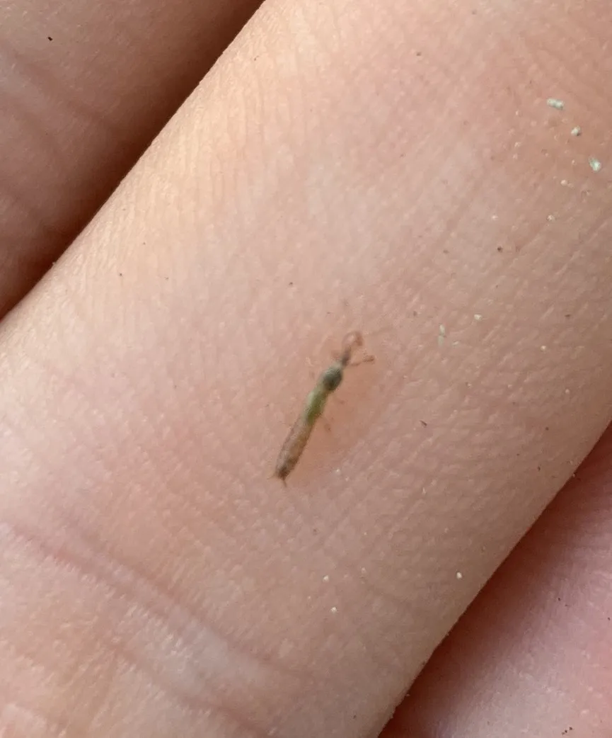 Diradius vandykei - photo 2
