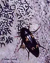 Dircaea liturata