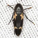 Dircaea liturata - photo 3