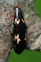 Dircaea liturata - photo 4