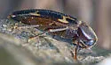 Dircaea liturata - photo 5