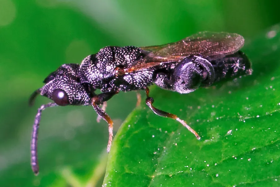Dirhinus hesperidum - photo 3