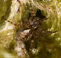 Dirksia cinctipes