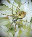 Dirksia cinctipes - photo 2