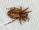 Dirksia cinctipes - photo 3