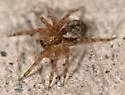 Dirksia cinctipes - photo 4