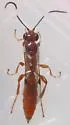 Dirophanes mellinus