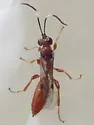 Dirophanes mellinus - photo 2