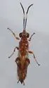 Dirophanes mellinus - photo 3