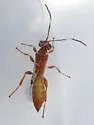 Dirophanes mellinus - photo 4