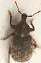 Dirotognathus sordidus - photo 3