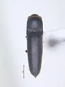 Dirrhagofarsus brevis
