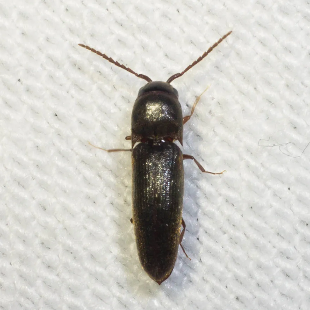 Dirrhagofarsus ernae
