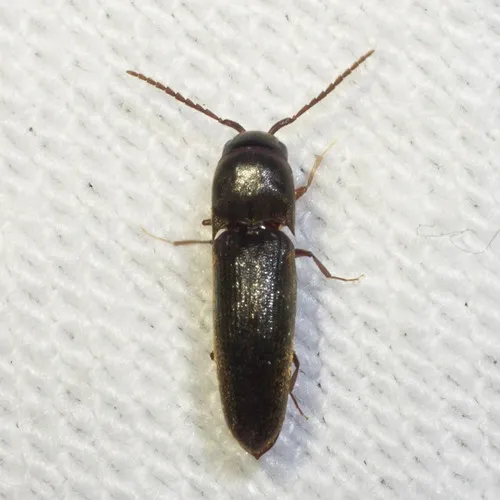Dirrhagofarsus ernae - photo 3
