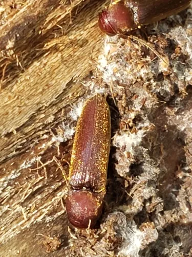 Dirrhagofarsus lewisi