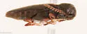 Dirrhagofarsus modestus - photo 3