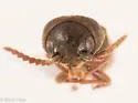 Dirrhagofarsus modestus - photo 4