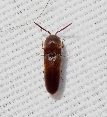 Dirrhagofarsus unicolor