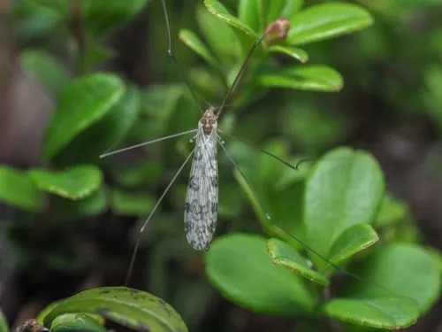 Discobola annulata - photo 2