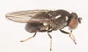Discocerina obscurella - photo 3