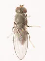 Discocerina obscurella - photo 4