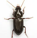 Discoderus aequalis