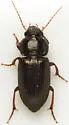 Discoderus aequalis - photo 2