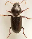 Discoderus aequalis - photo 3
