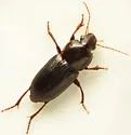 Discoderus aequalis - photo 4