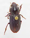 Discoderus aequalis - photo 5