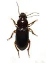 Discoderus amoenus