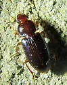 Discoderus amoenus - photo 2