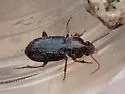 Discoderus amoenus - photo 3