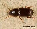 Discoderus congruens