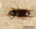 Discoderus congruens - photo 2