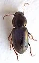 Discoderus congruens - photo 3