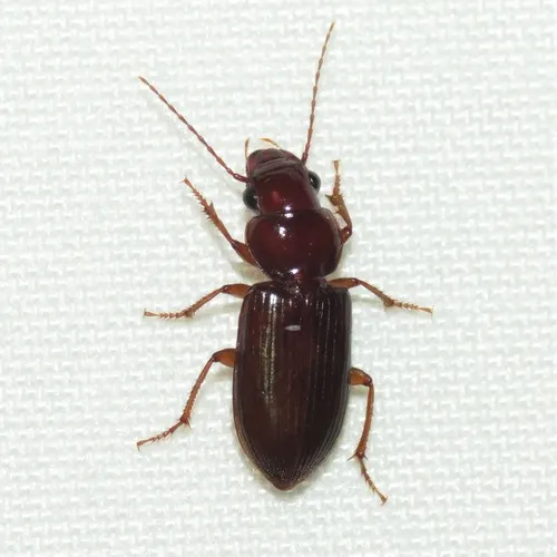 Discoderus (Senalius) cordicollis