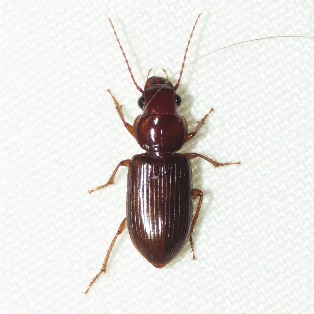 Discoderus (Senalius) cordicollis - photo 2