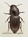 Discoderus crassicollis
