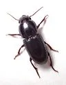 Discoderus crassicollis - photo 2
