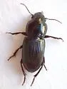 Discoderus crassicollis - photo 3