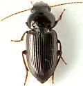 Discoderus discoderoides